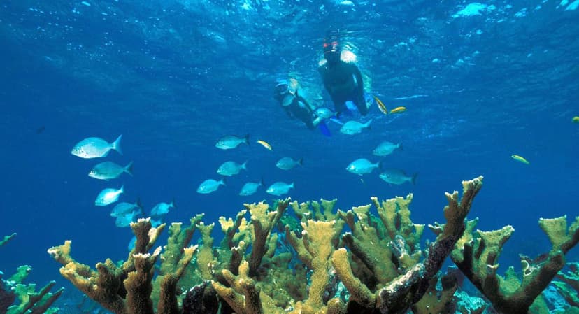 Key Biscayne Snorkeling - Miami Outdoor Adventures